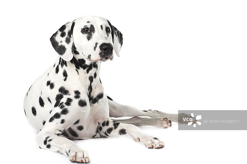 达尔马提亚犬图片素材