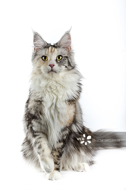 缅因库恩图片素材