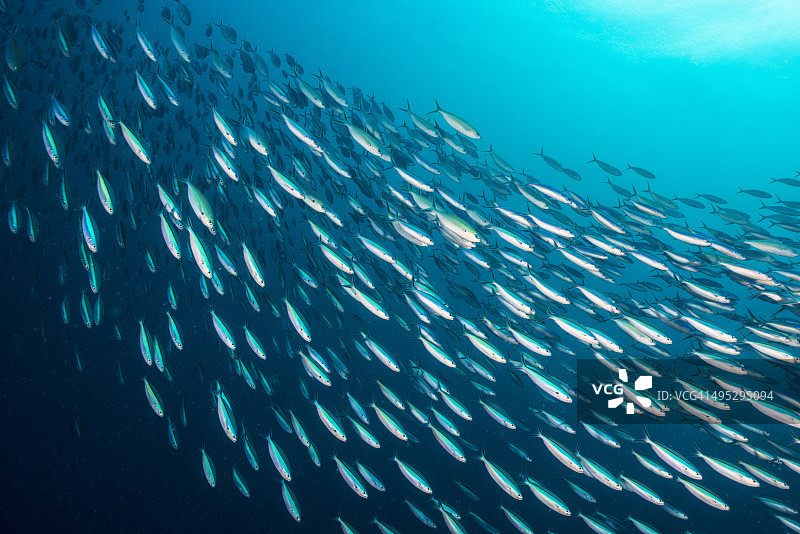 诱饵球 - 帕劳，密克罗尼西亚图片素材