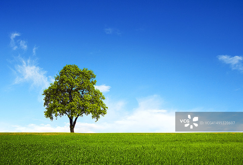 田野、树木和蓝天图片素材