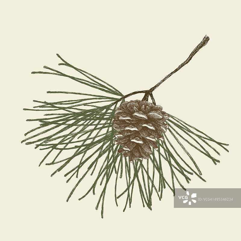 树枝上的松果图片素材