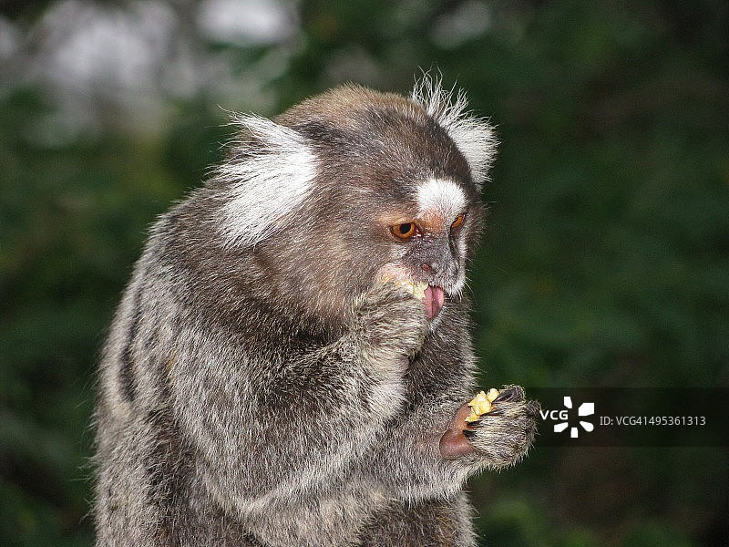 白色提提鸟图片素材