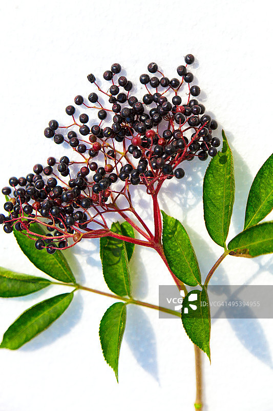 白色背景上的黑色接骨木浆果图片素材