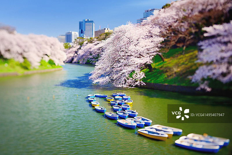 东京皇居附近的樱花图片素材