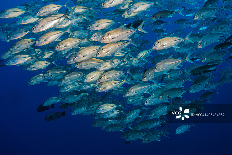 密克罗尼西亚帕劳的大群鲹鱼图片素材