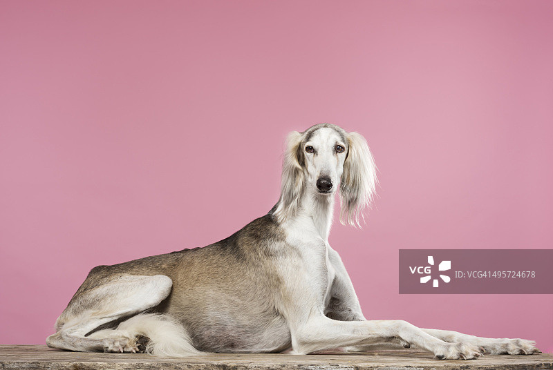 萨路基阿拉伯猎犬肖像图片素材