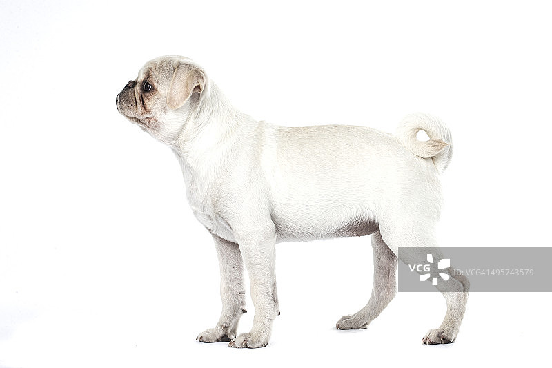 哈巴狗图片素材