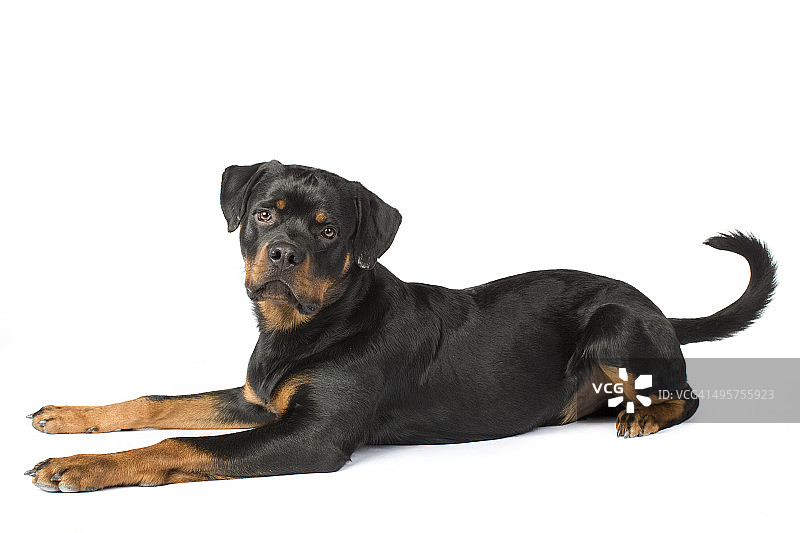 罗特韦尔犬图片素材