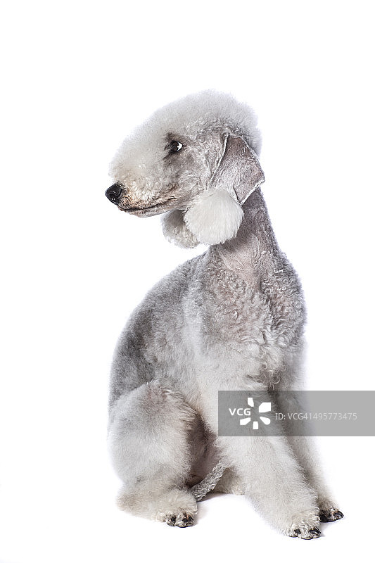 贝灵顿梗犬图片素材