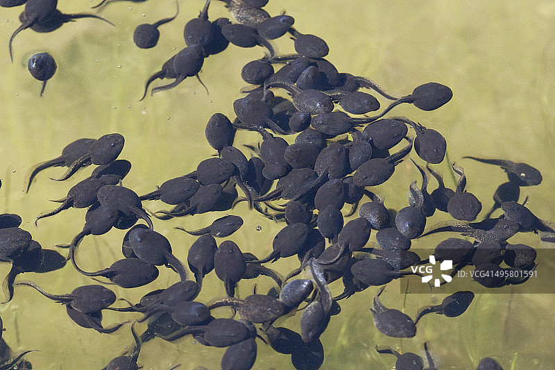 蝌蚪游泳图片素材