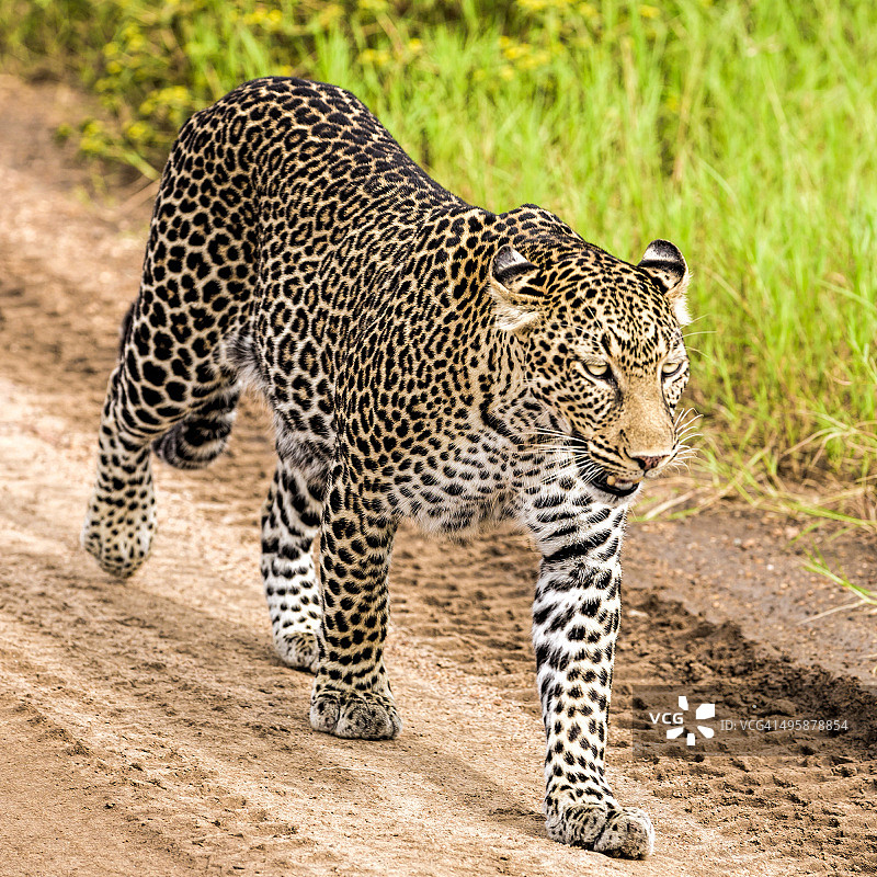 在稀树草原行走和观察的猎豹图片素材