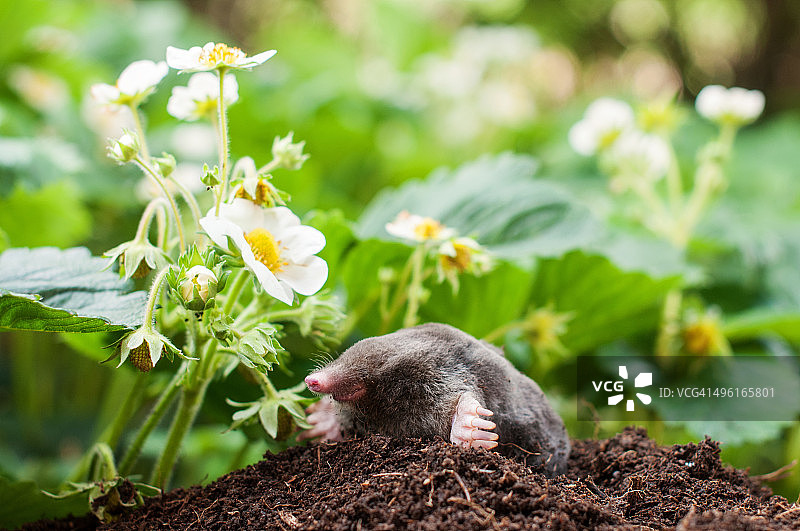 花园里的鼹鼠图片素材