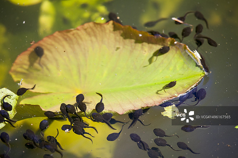 湖中围绕树叶游动的蝌蚪图片素材