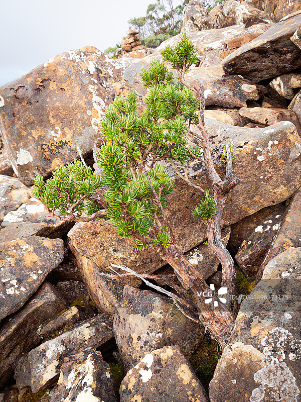 巨石间的盆景图片素材