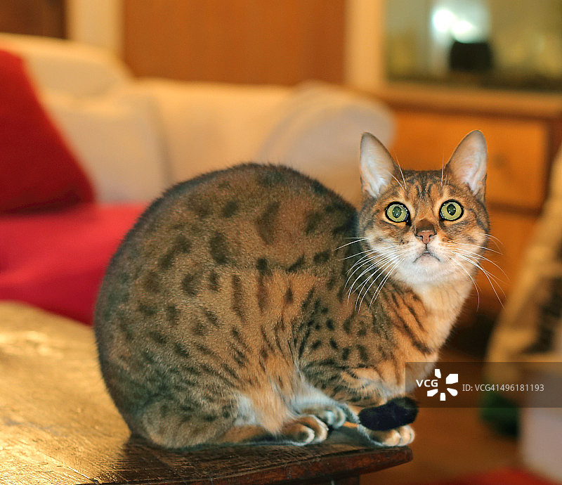 向上看的孟加拉猫图片素材