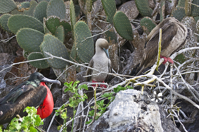 塔岛上的军舰鸟和红脚鲣鸟图片素材