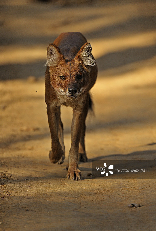 豺或印度野犬图片素材