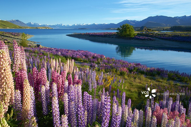 特卡波湖的羽扇豆图片素材