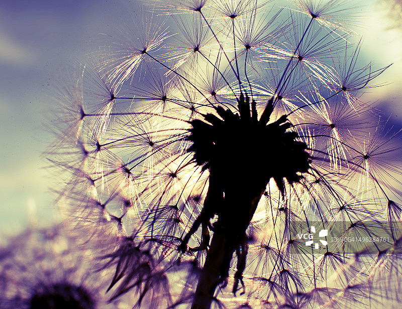 布鲁姆图片素材