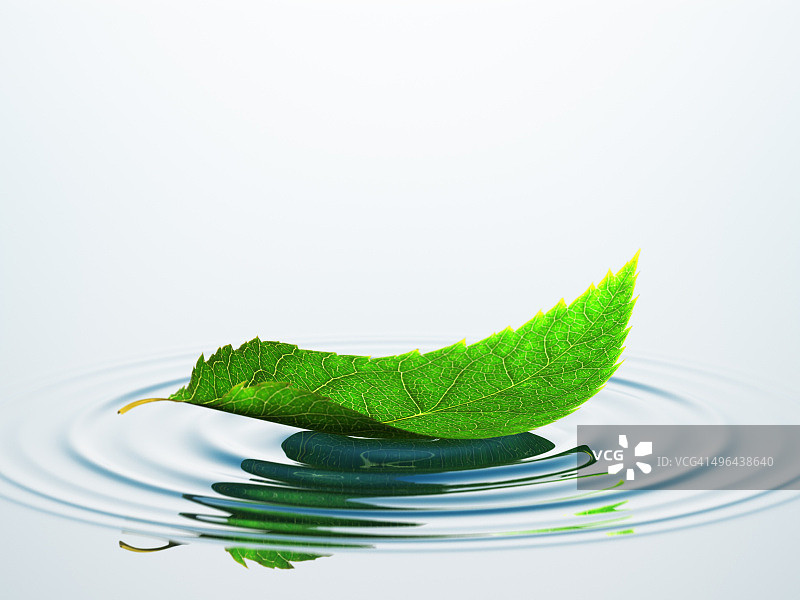 水面上的叶子图片素材