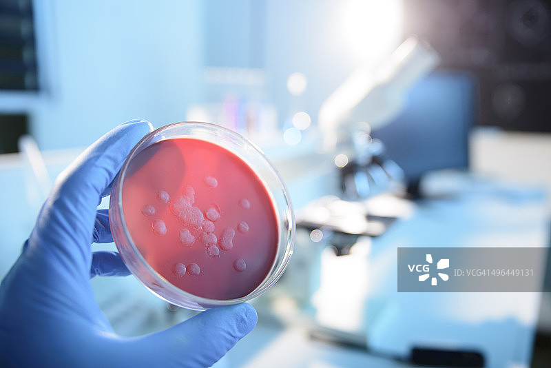 微生物培养图片素材