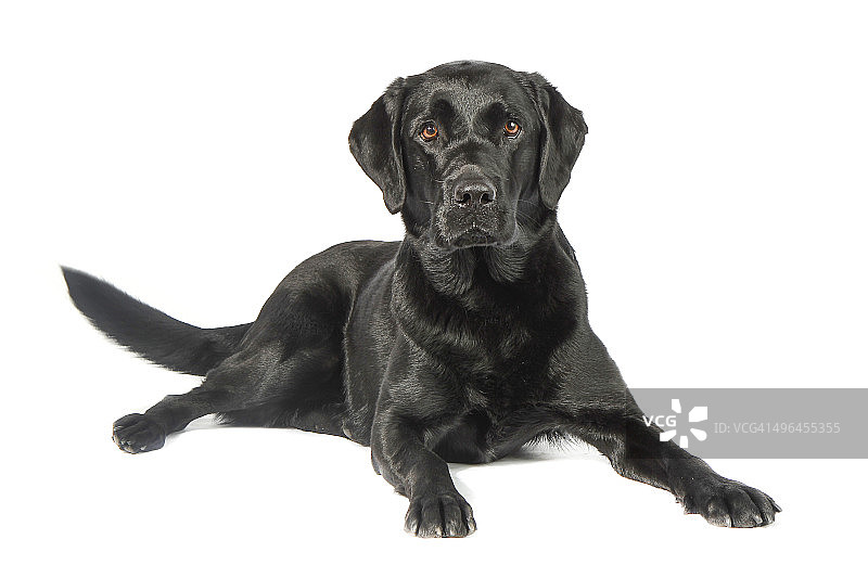 拉布拉多图片素材
