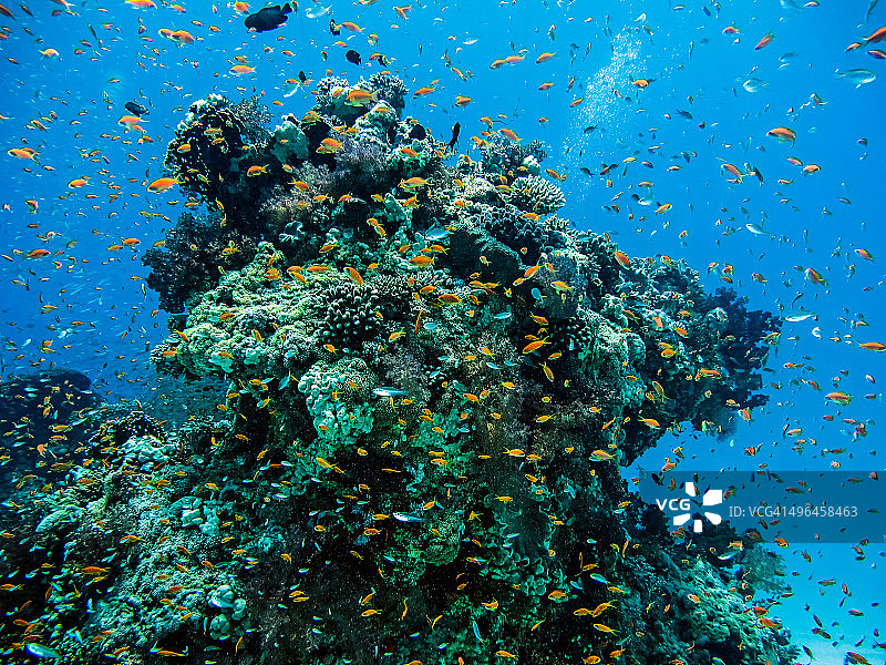 有鱼的珊瑚礁图片素材