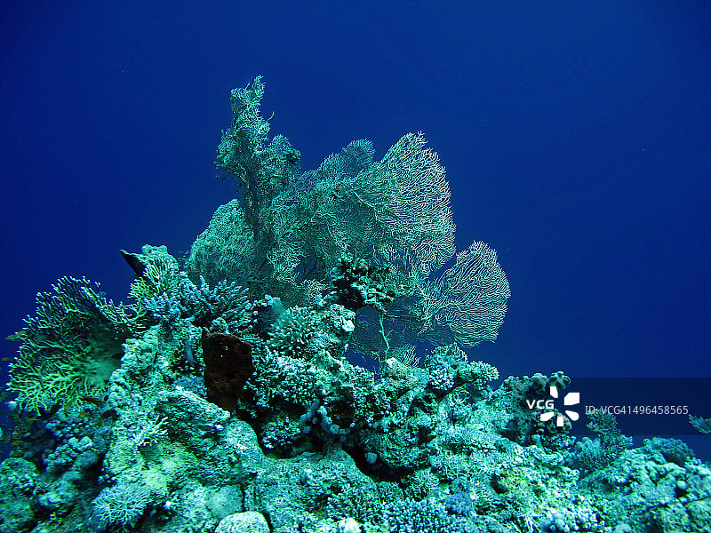 30米深处的珊瑚图片素材