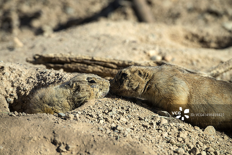 草原犬鼠图片素材