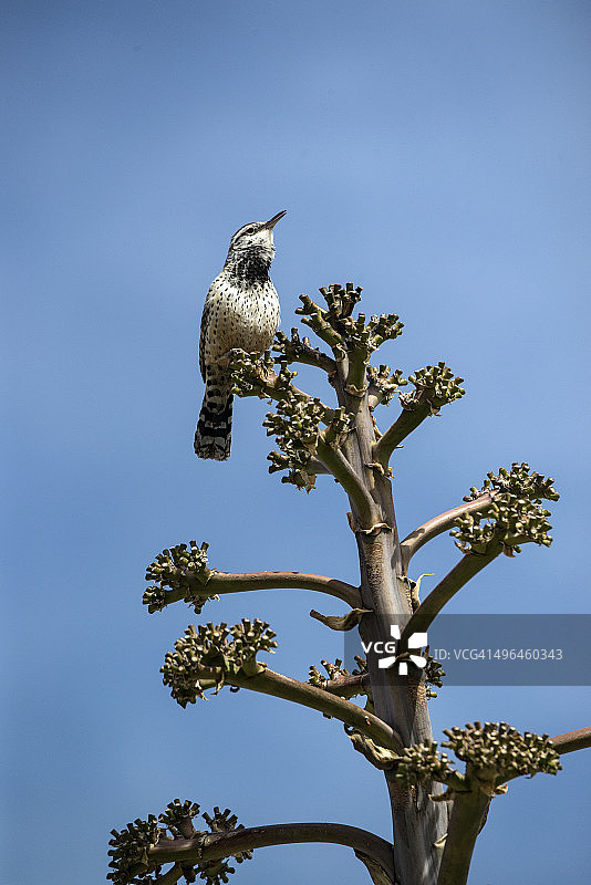 仙人掌鹪鹩图片素材