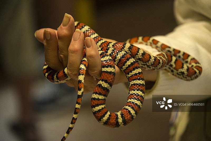 索诺兰鼠蛇图片素材