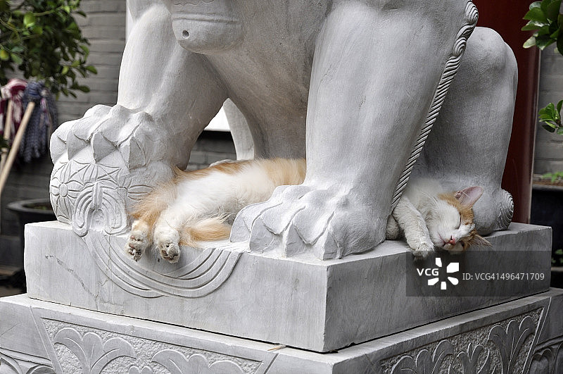 猫和狮子在北京中国图片素材