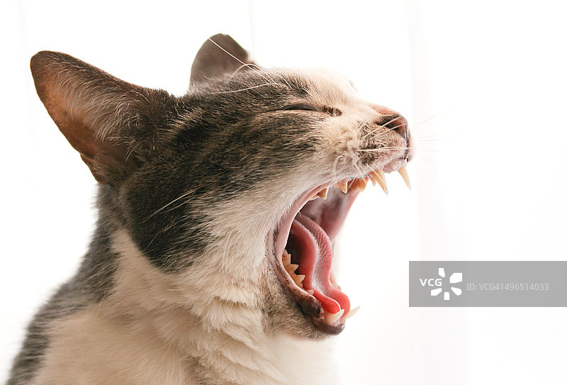 打哈欠的猫图片素材