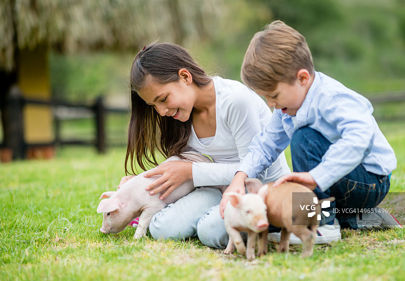 孩子们和小猪玩耍图片素材