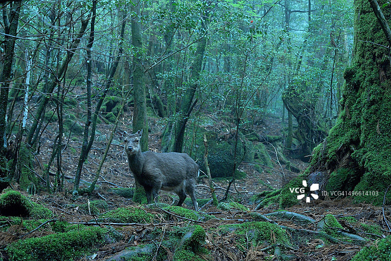 苔藓森林中的鹿图片素材