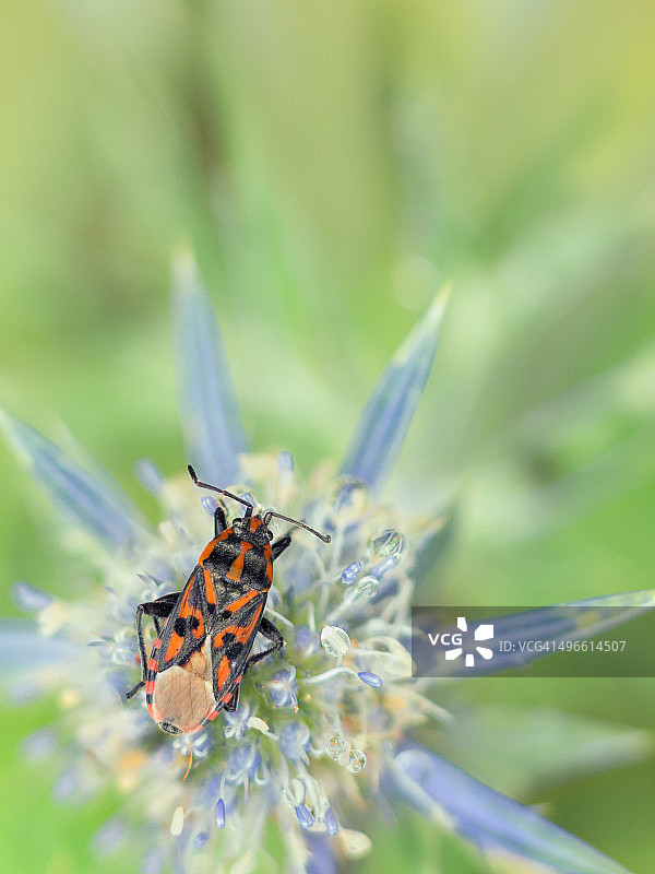 条纹蝽和地中海刺芹图片素材