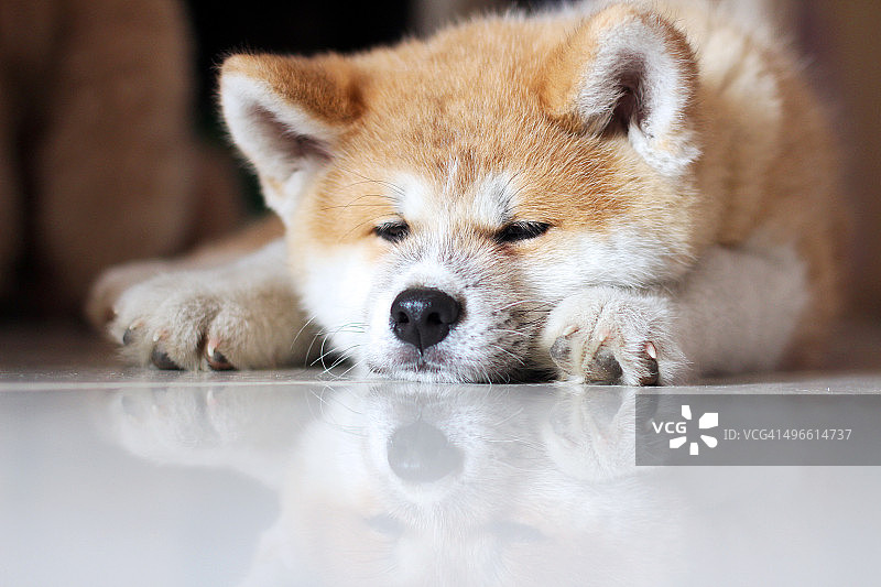 睡在地板上的秋田犬幼犬图片素材