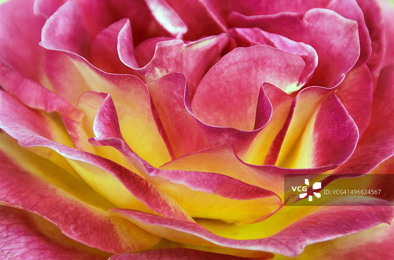 玫瑰花瓣图片素材