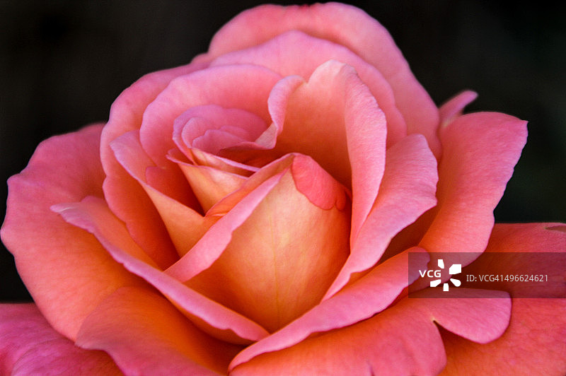 美丽的桃色玫瑰特写图片素材