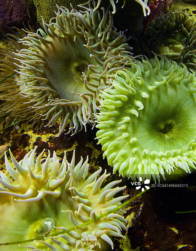 绿色海葵图片素材