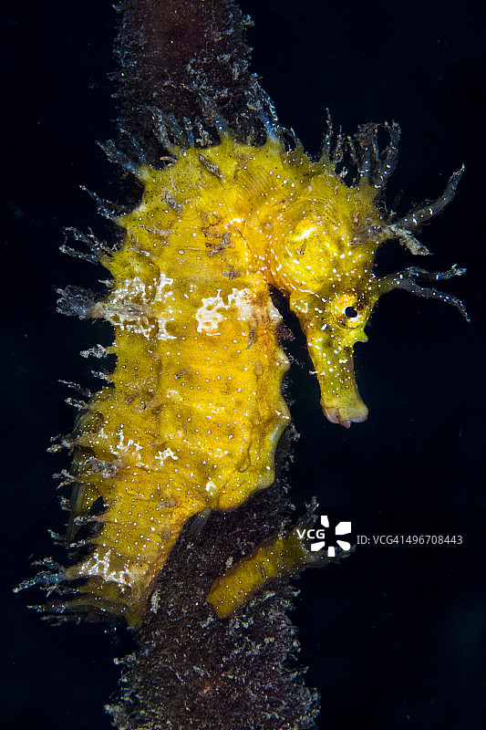 黄色海马图片素材