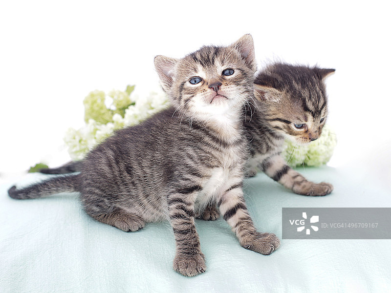 两只带着鲜花的可爱的猫图片素材