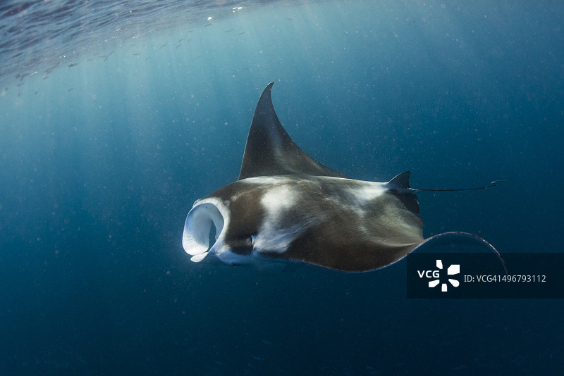 帕劳德国海峡的蝠鲼图片素材