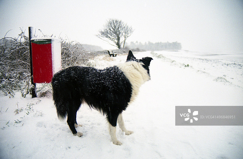 雪地中的印第图片素材