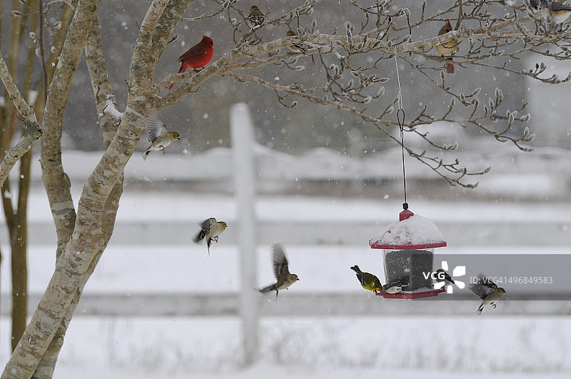 疯狂觅食图片素材