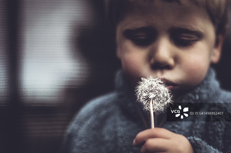 男孩和蒲公英图片素材