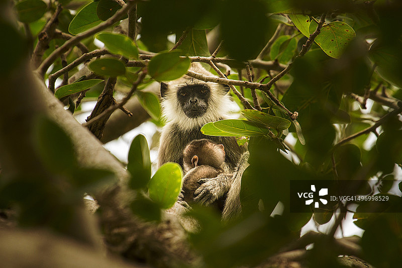 灰叶猴图片素材