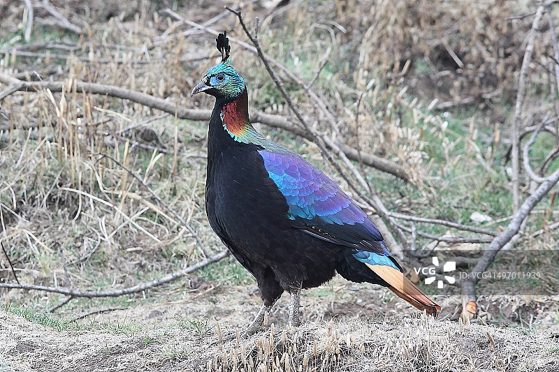 喜马拉雅棕尾虹雉图片素材
