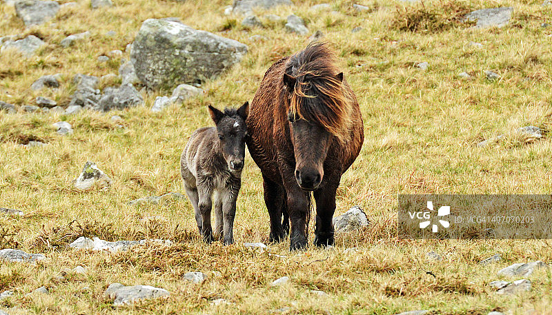 威尔士山地小马和母马图片素材
