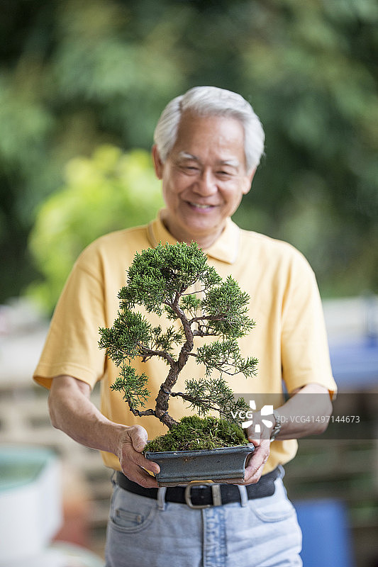 树木盆景图片素材